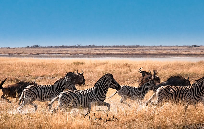Zebra, Namibia