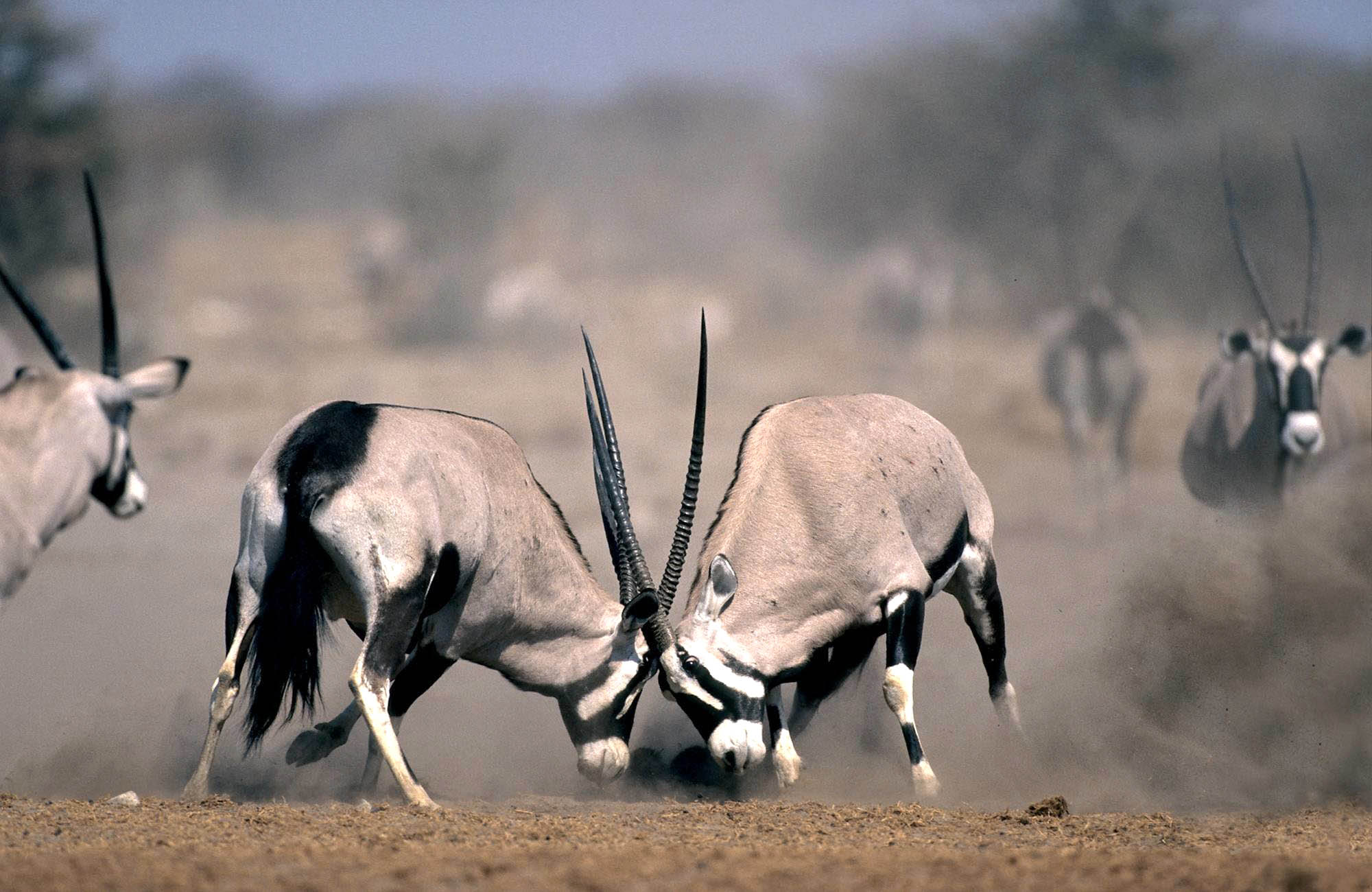Elephants at a waterhole in Namibia