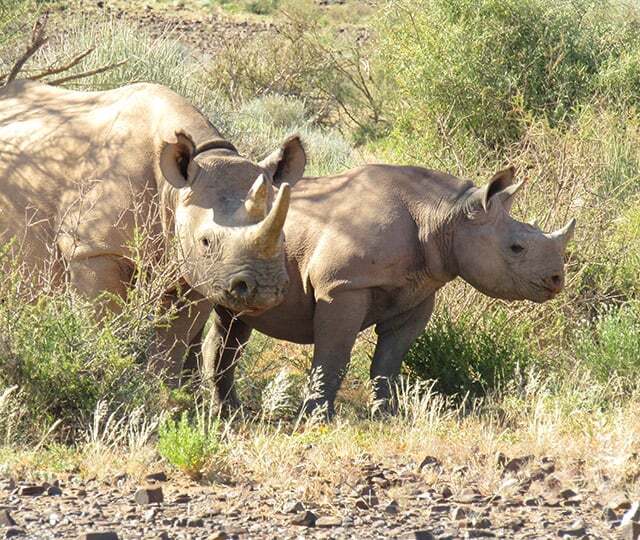 Wildlife Conservation