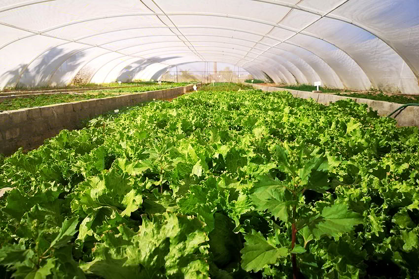 Kalahari Farm Campsite