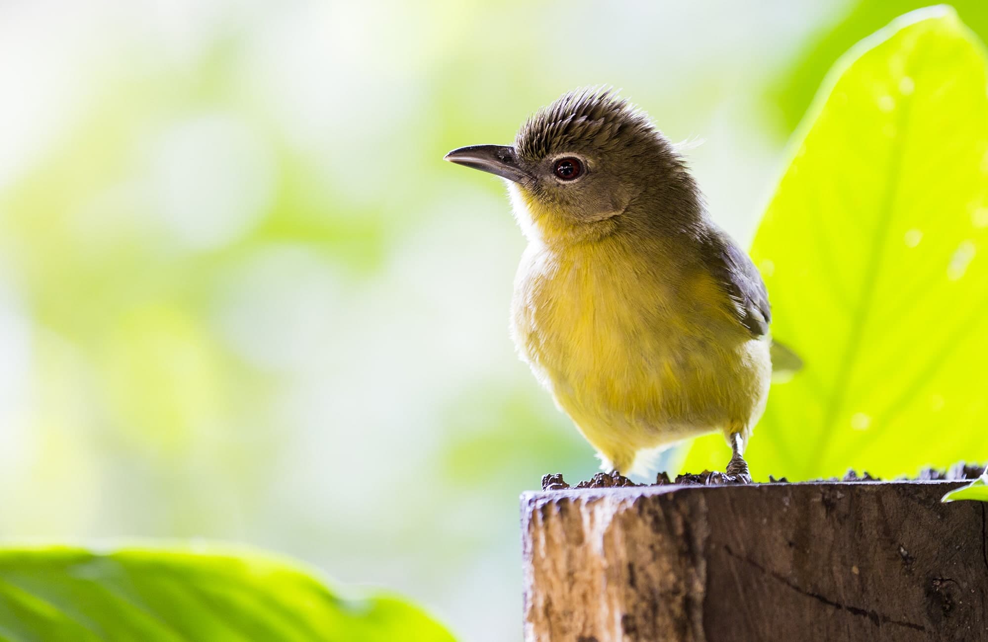 Namushasha River Lodge