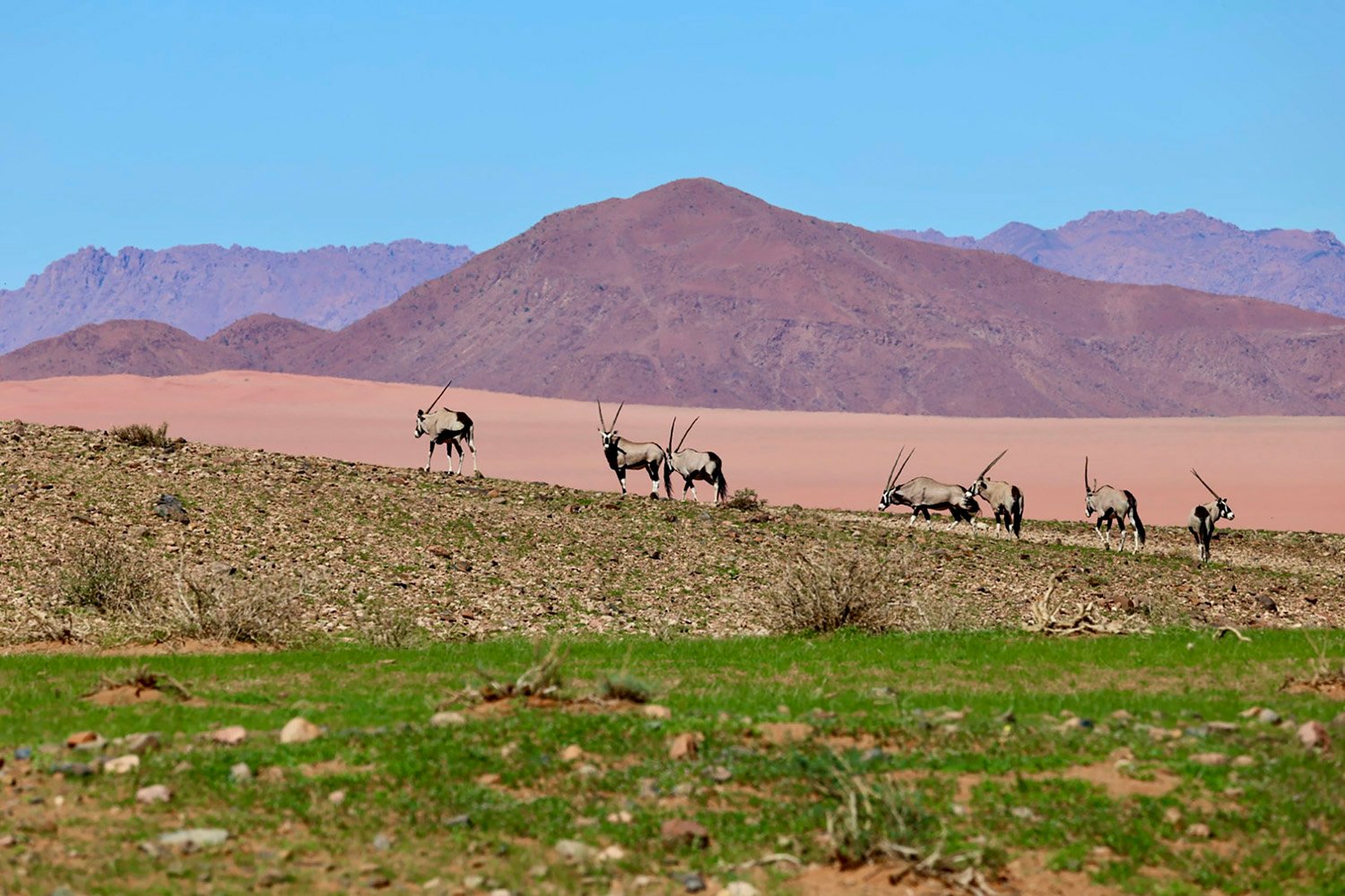 Luna Namib Collection