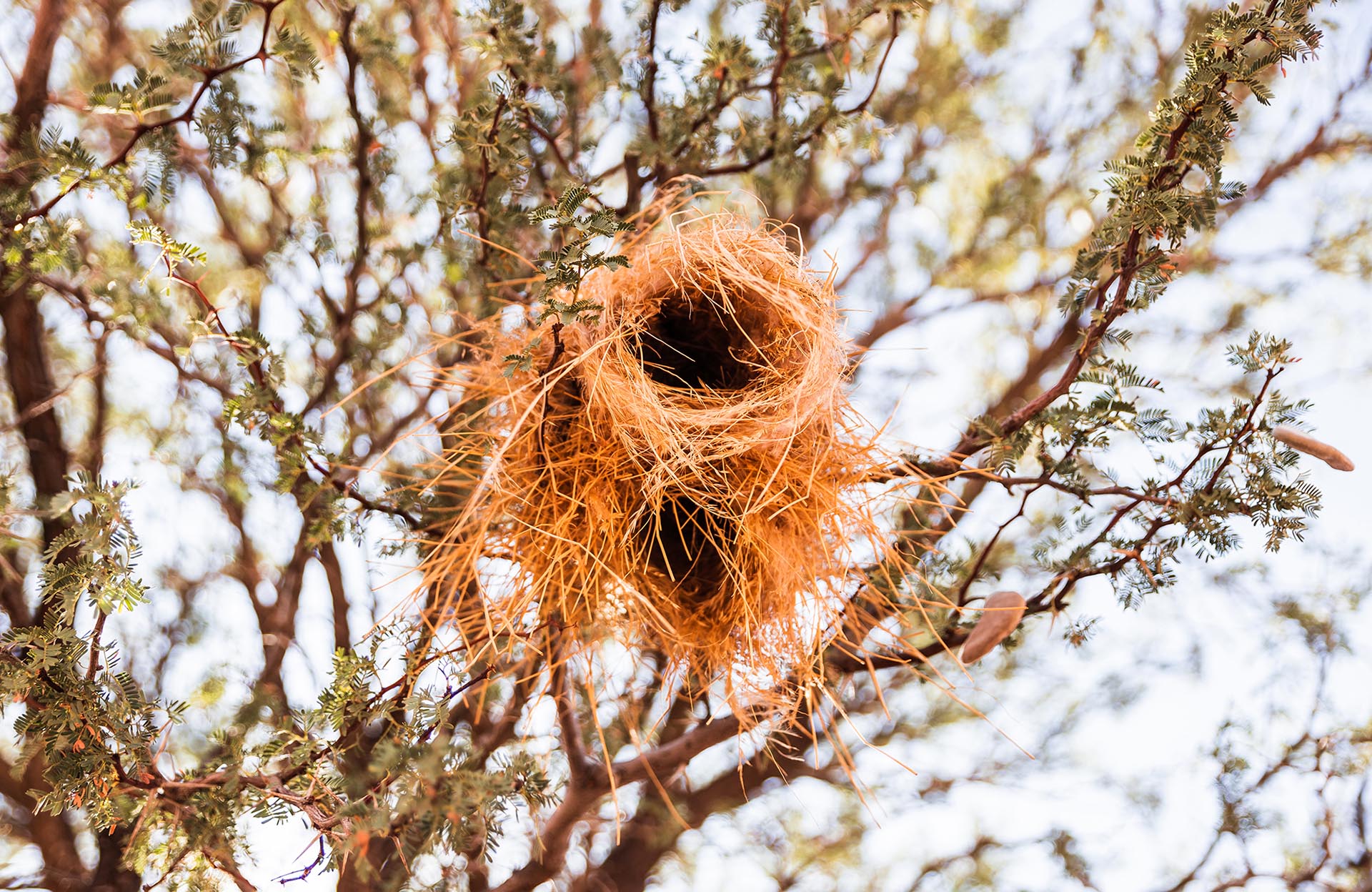 nest of a sociable weaver, Kalahari, Namibia