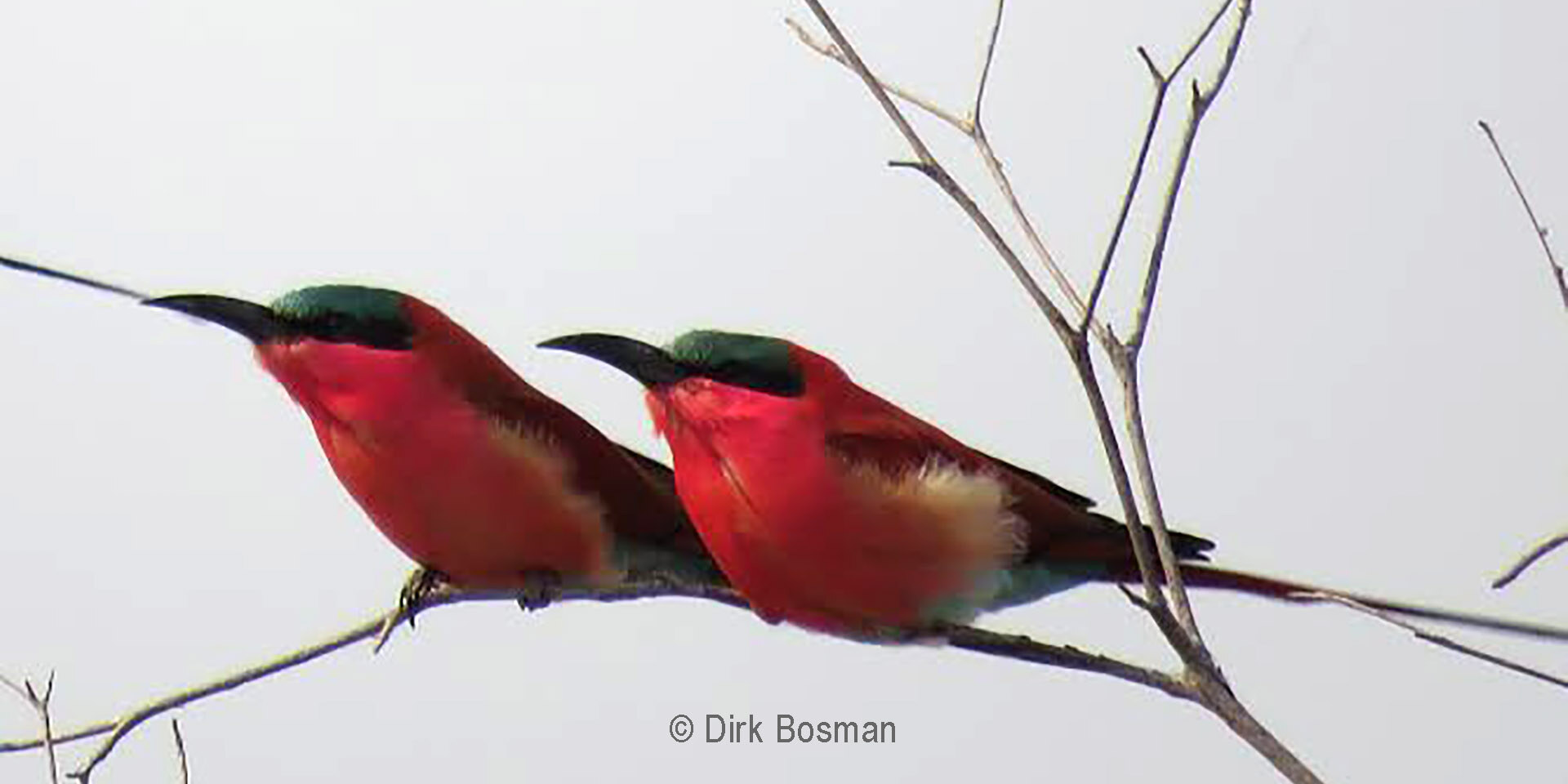 Two Carmine Bee-Eaters, Namibia