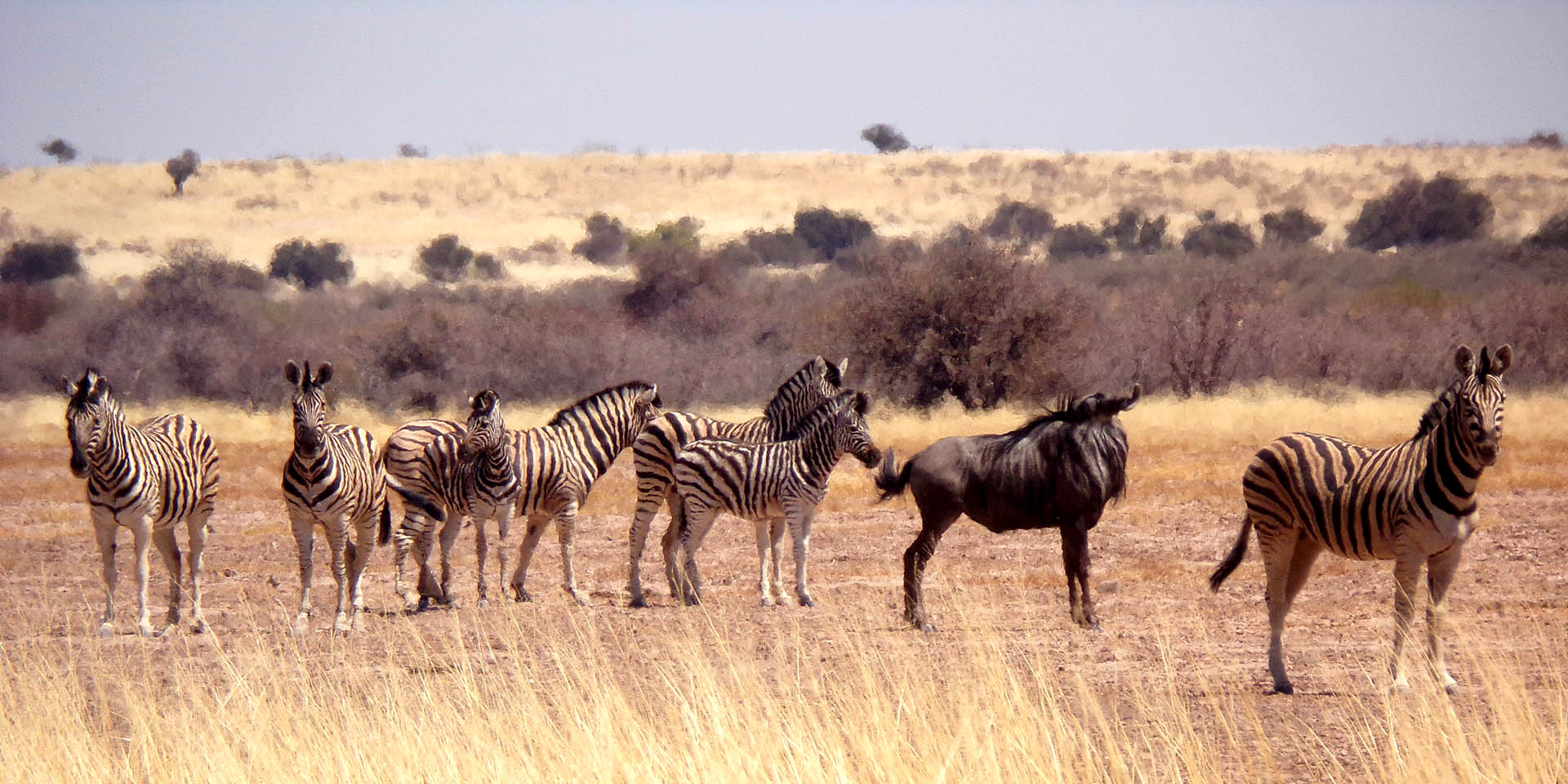 Zebra and blue wildebeest in Gondwana Kalahari Park, Namibia
