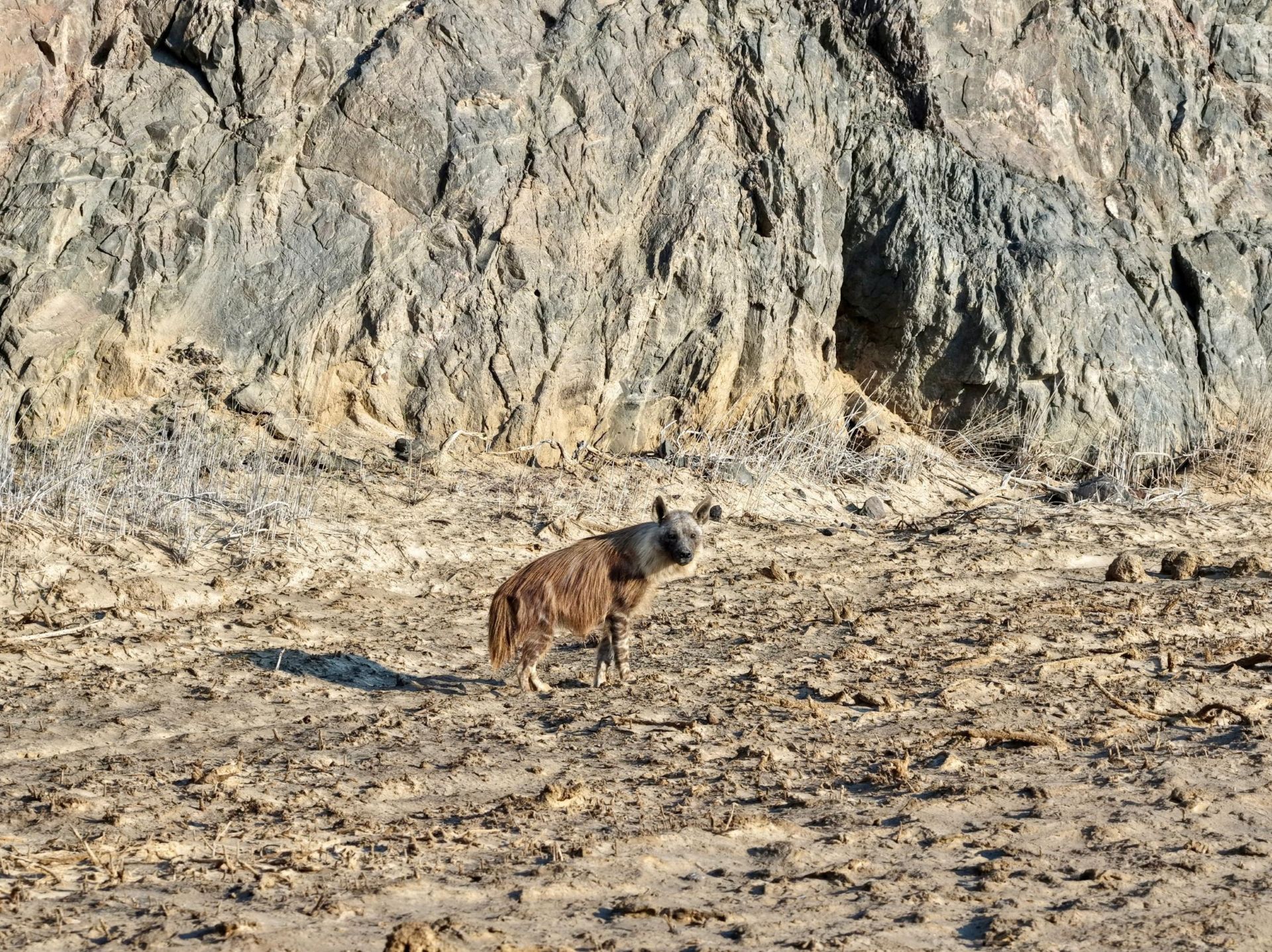Brown hyena at the Skeleton Coast, Photo credits: Jens Viëtor