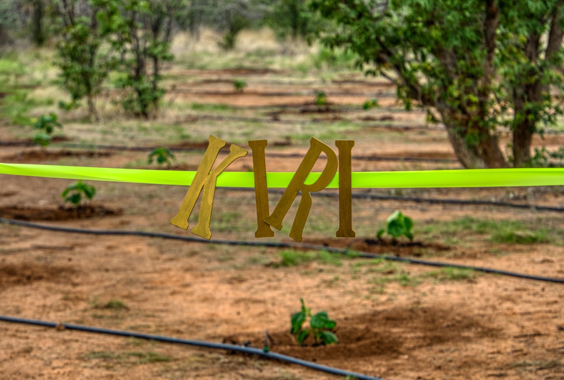 Gondwana Collection Namibia’s Kiri Tree Project at Damara Mopane Lodge promotes climate-smart forestry, soil restoration, and sustainable land use in Damaraland.