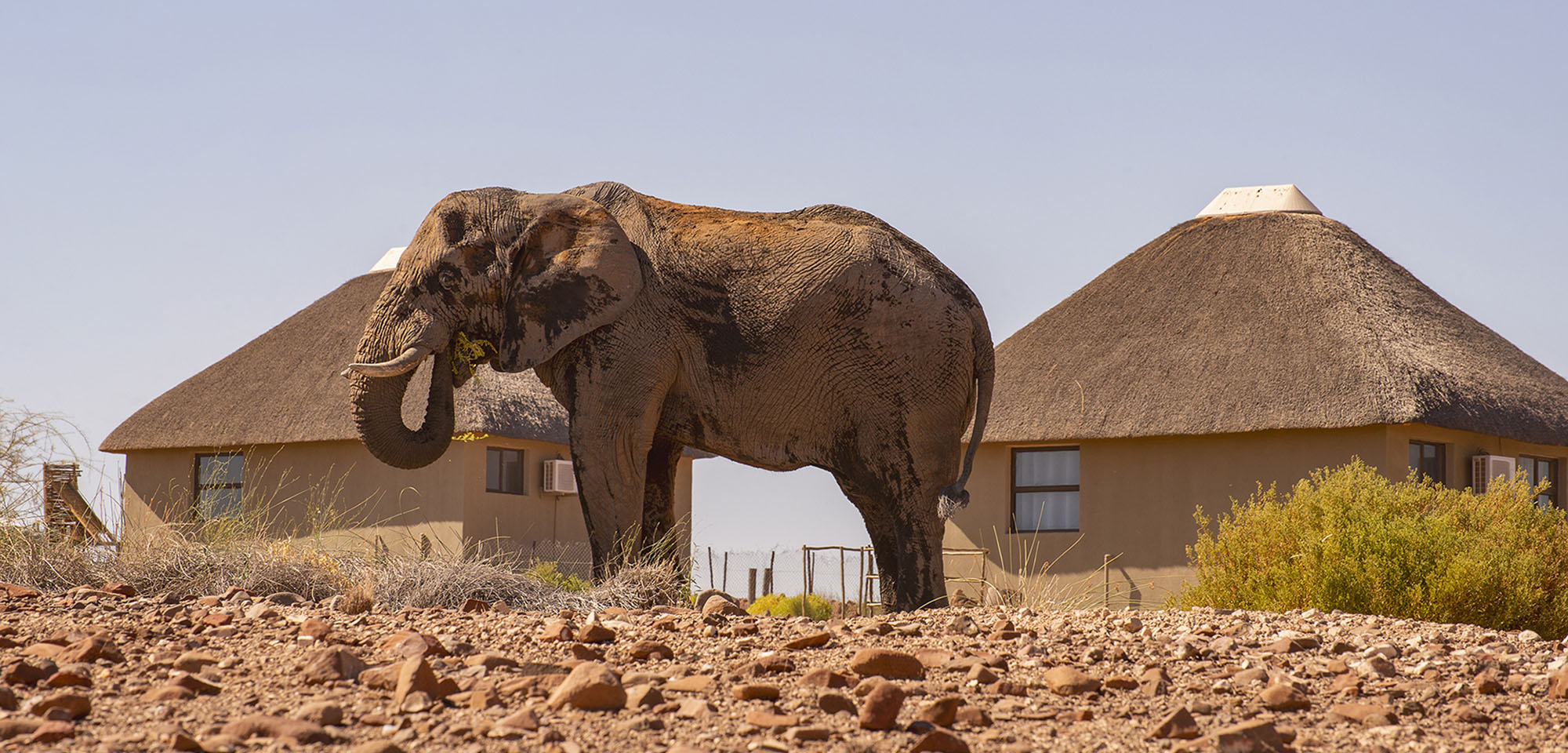 Elephant at Palmwag Lodge and Camp, Namibia