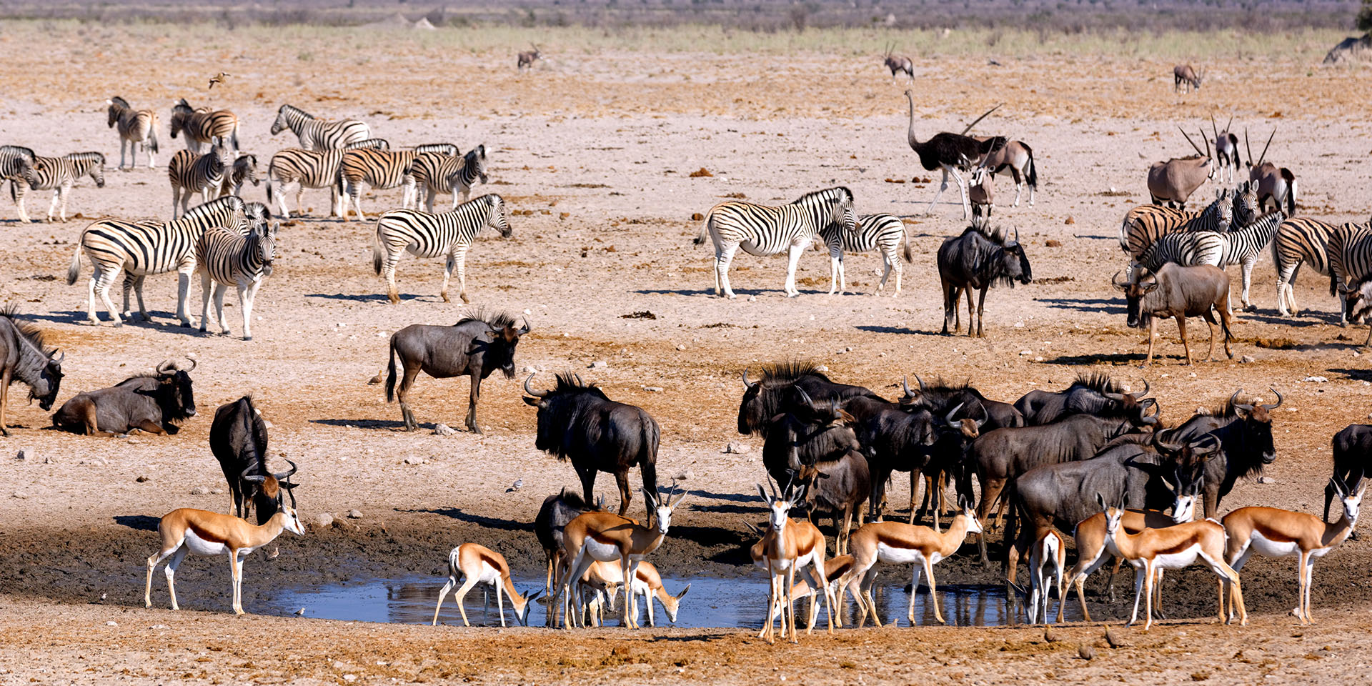 Springboks, blue wildebeest and zebra, waterhole Etosha, Namibia