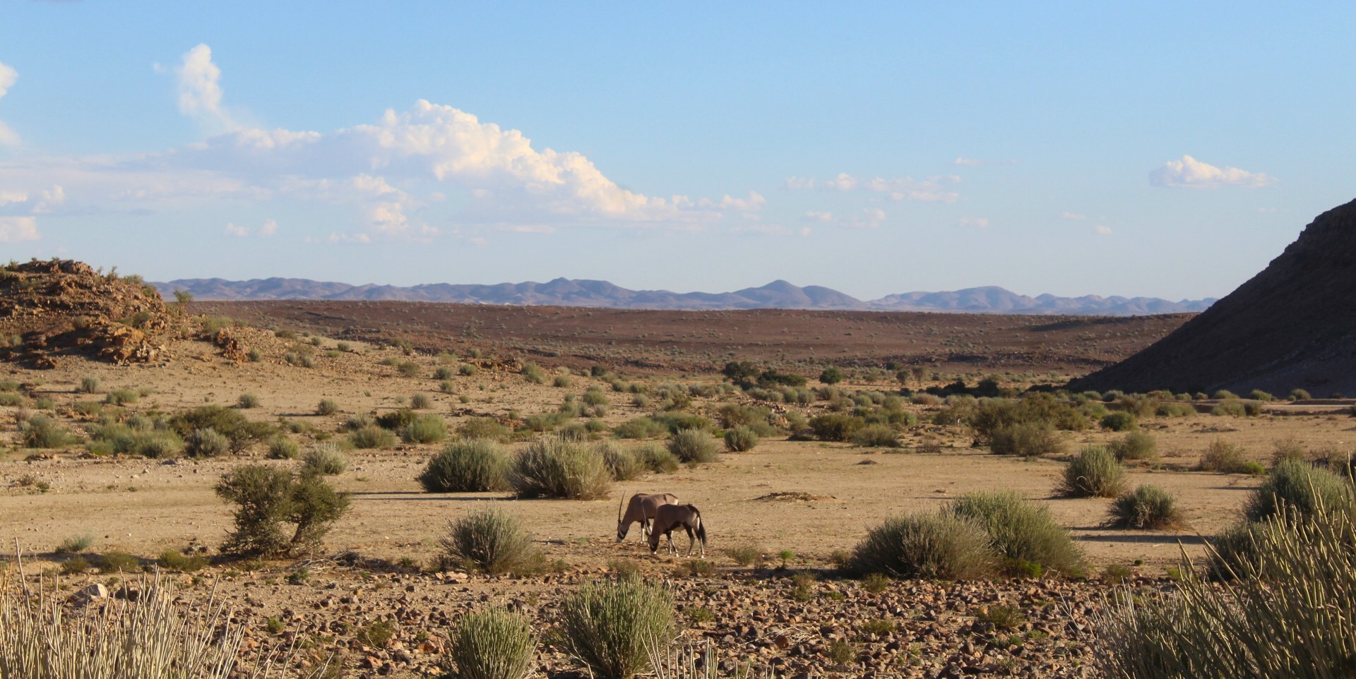 Oryxantilope im Gondwana Canyon Park im Süden Namibia 