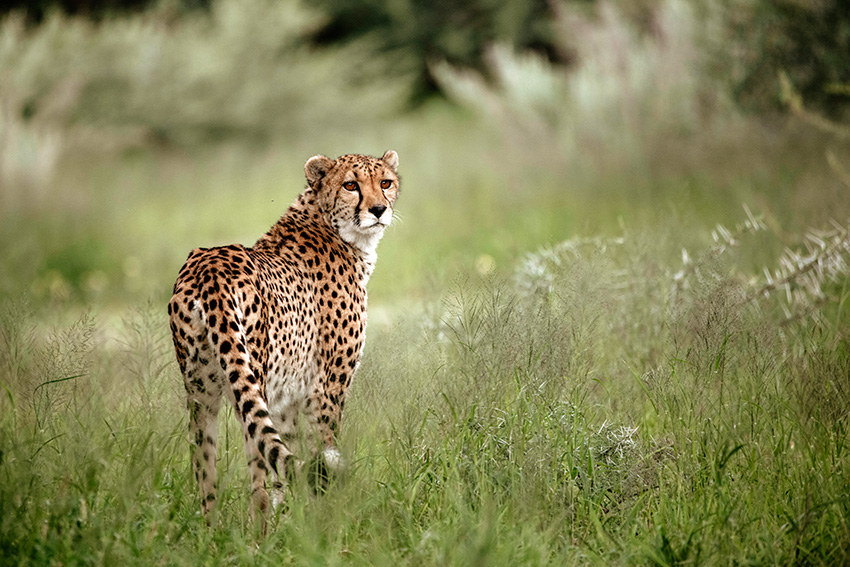 Cheetah web
