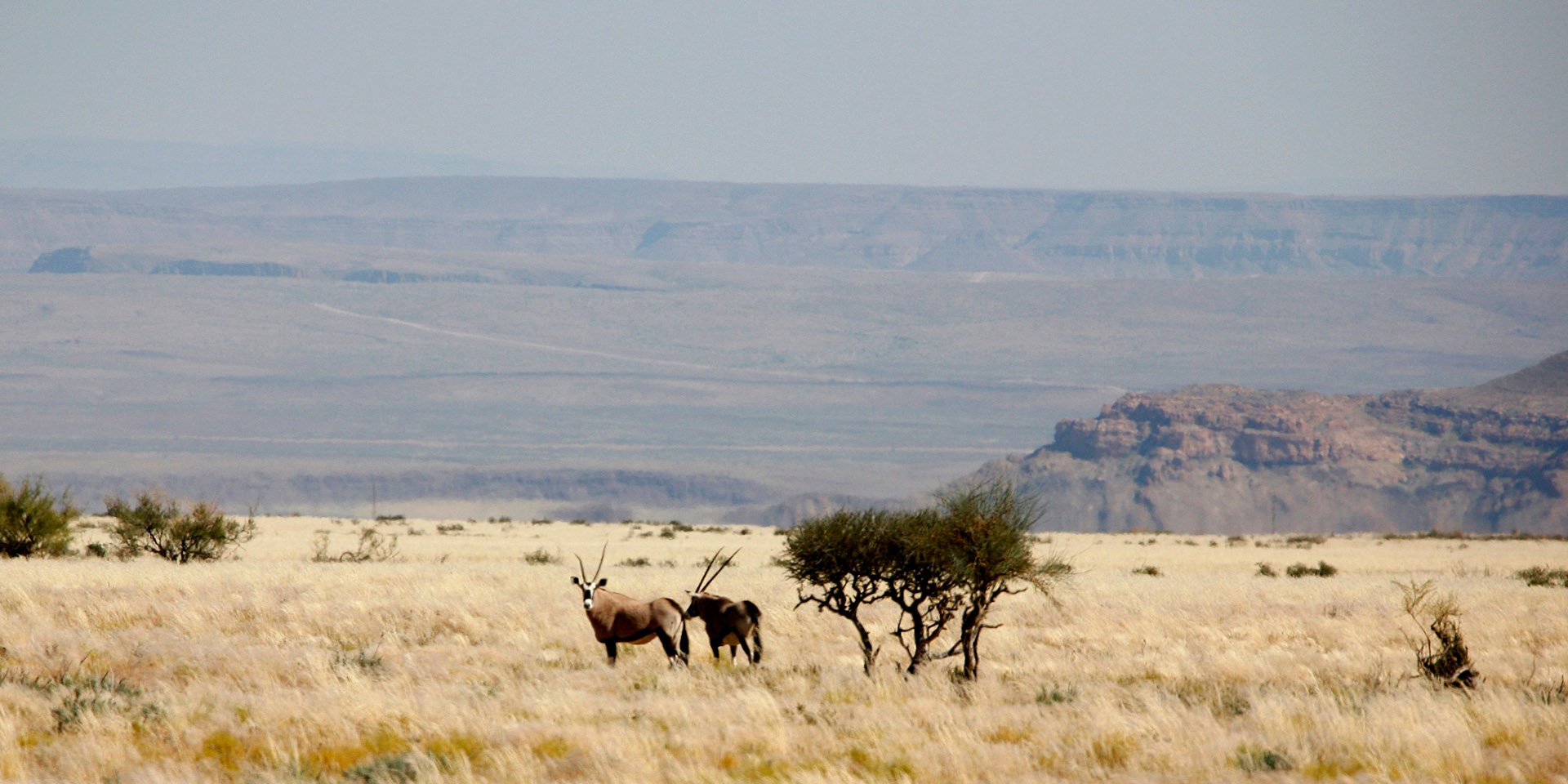 Gondwana Canyon Park, Namibia, Oryxantilopen, Foto Scott Hurd