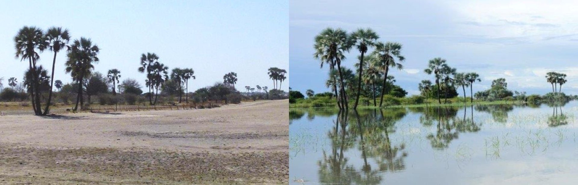 Dry season vs Wet season, The Cuvelai, Namibia