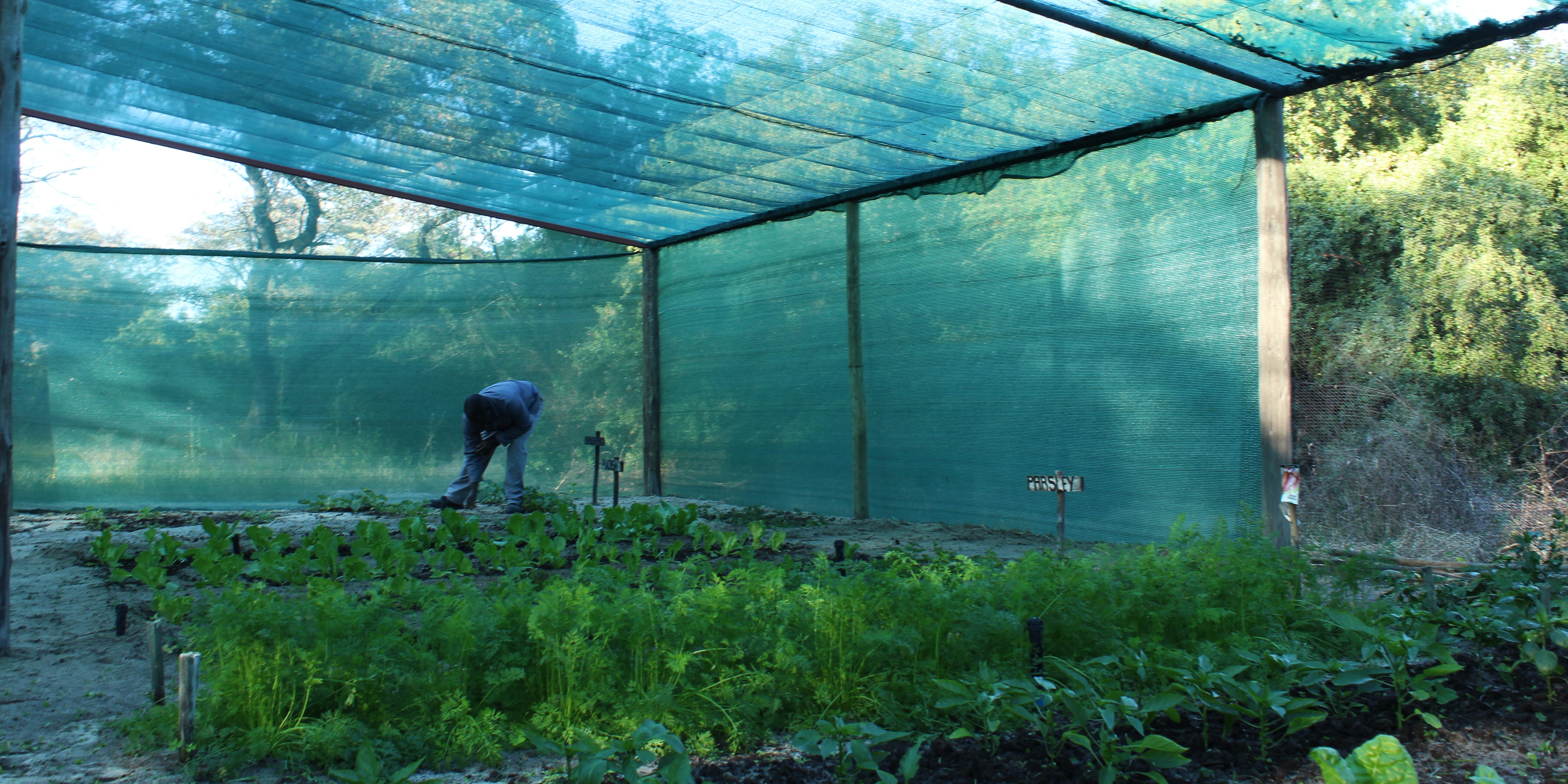 Joseph Kamongwa looks after the garden at Hausembe River Lodge, Namibia where harvest feeds guests