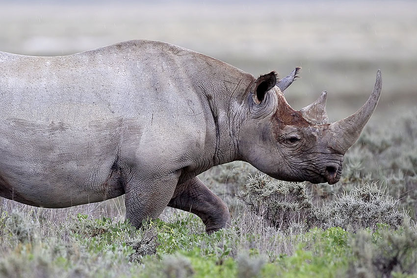 Spitzmaul Nashorn Etosha Nationalpark Namibia