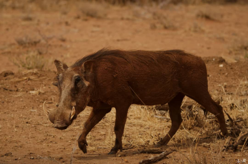 warthog