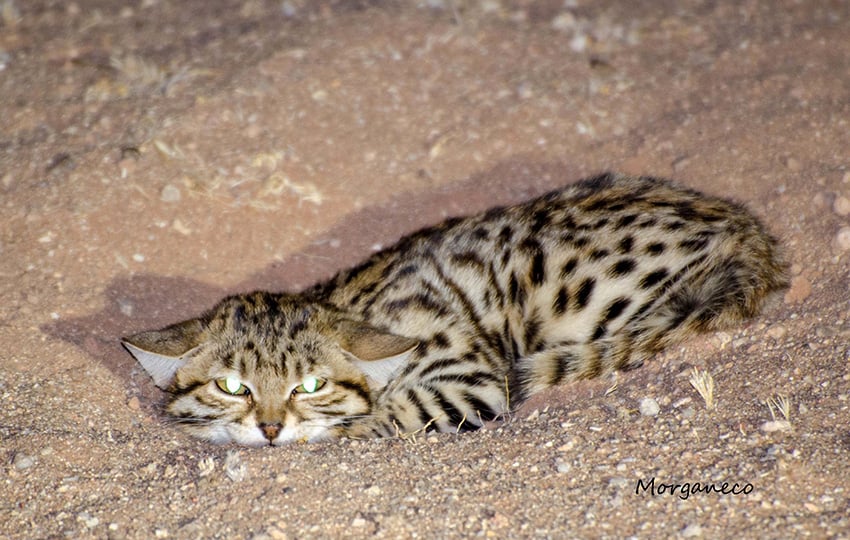 Schwarzfußkatze, Namibia