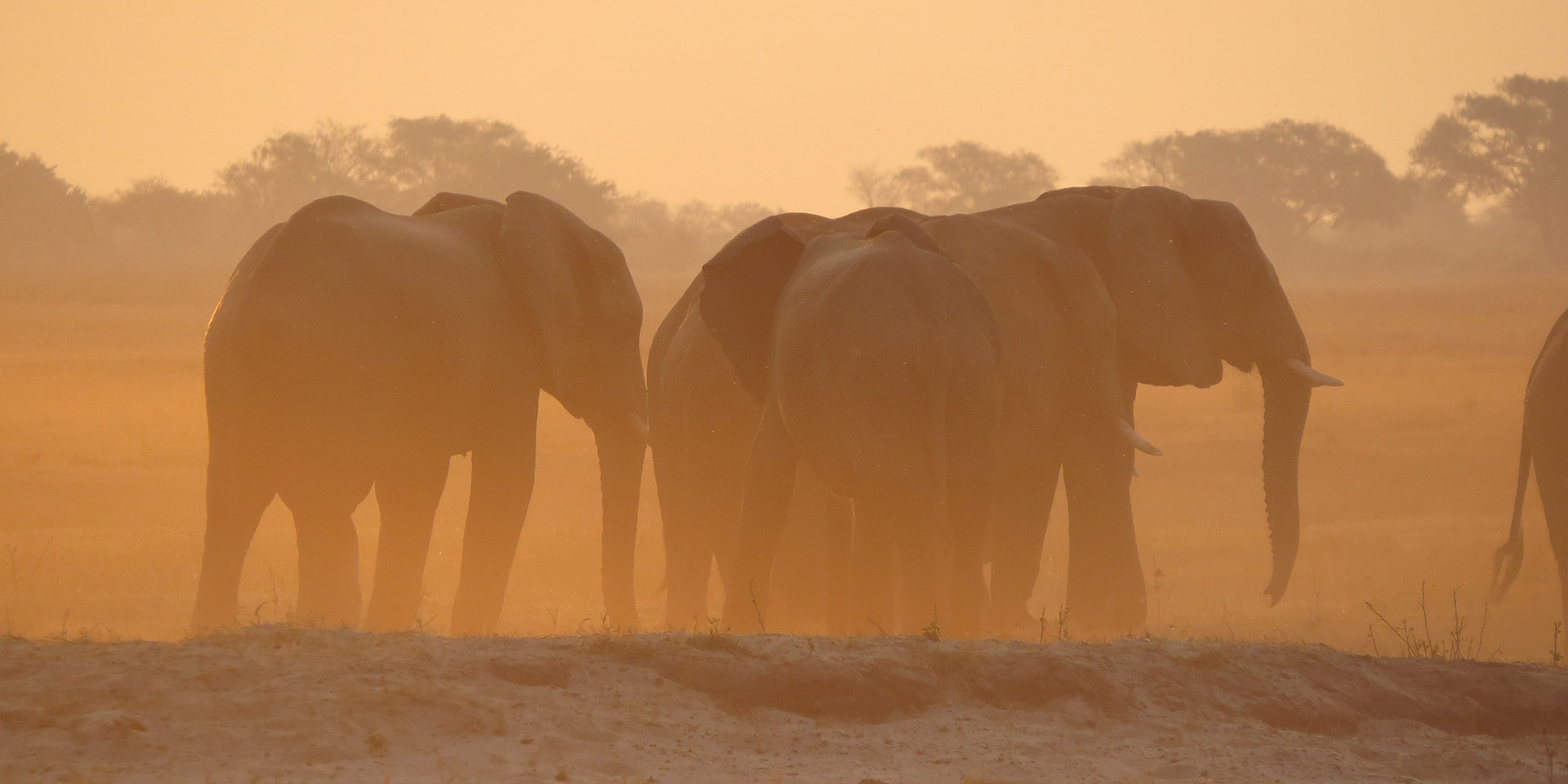 Elephants at sunset, Namibia