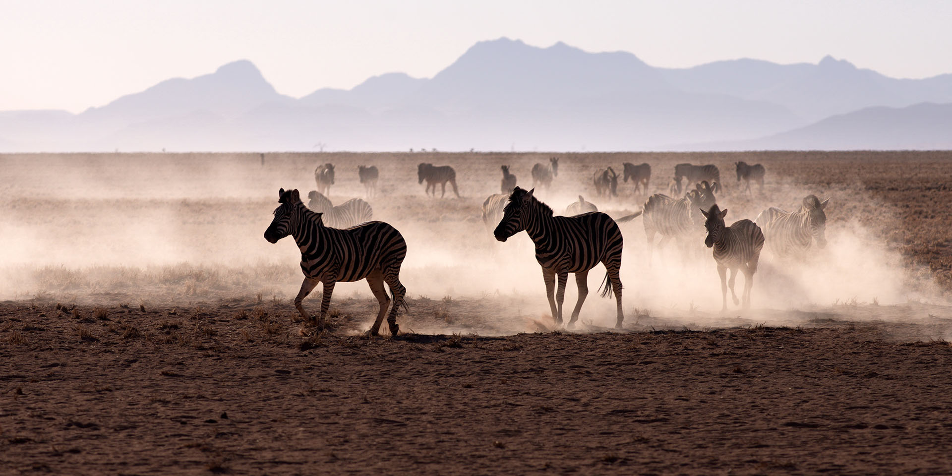Zebras galopping in the savannah, Namibia