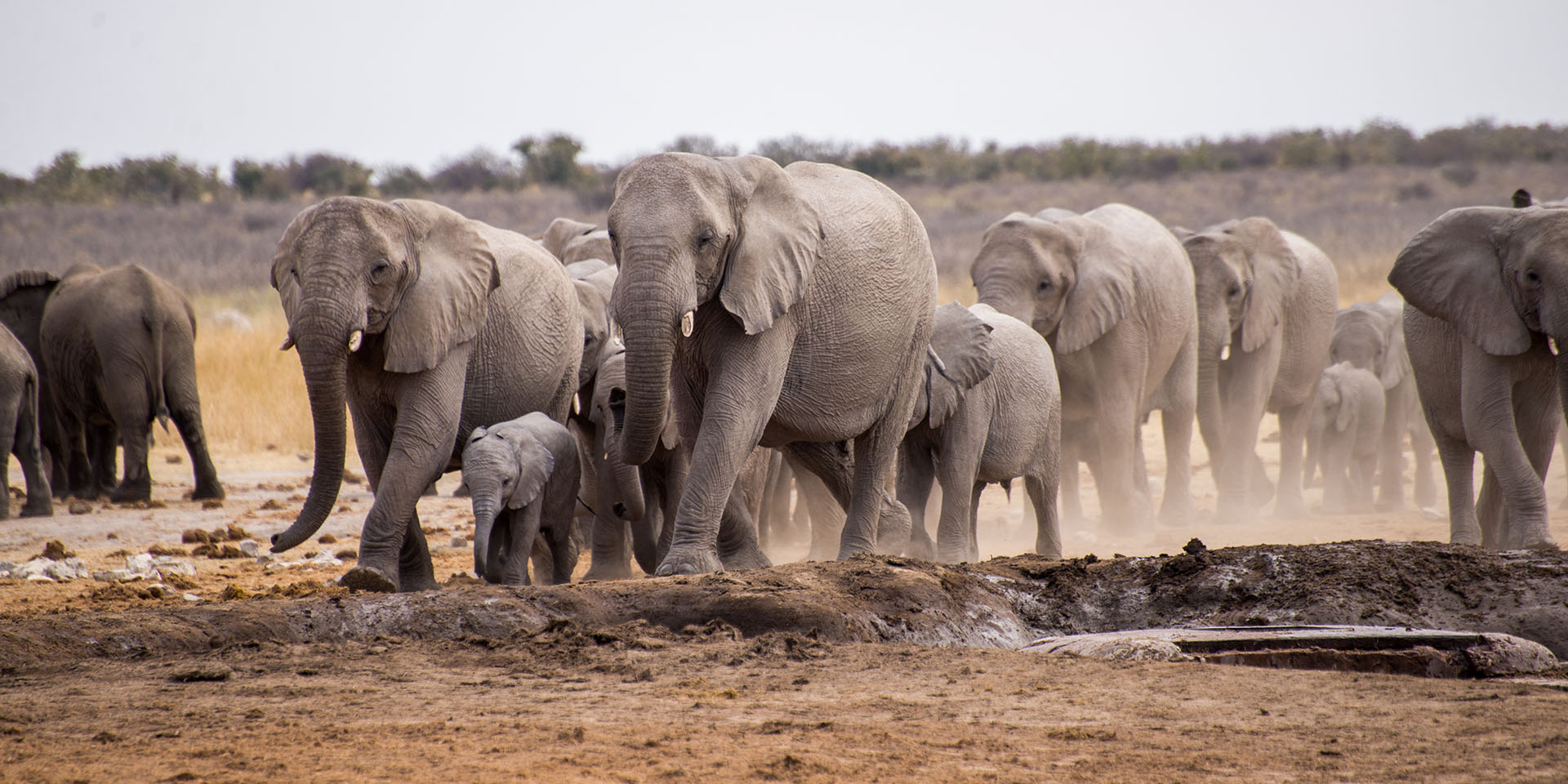 Herd of elephants at a waterholein Namibia