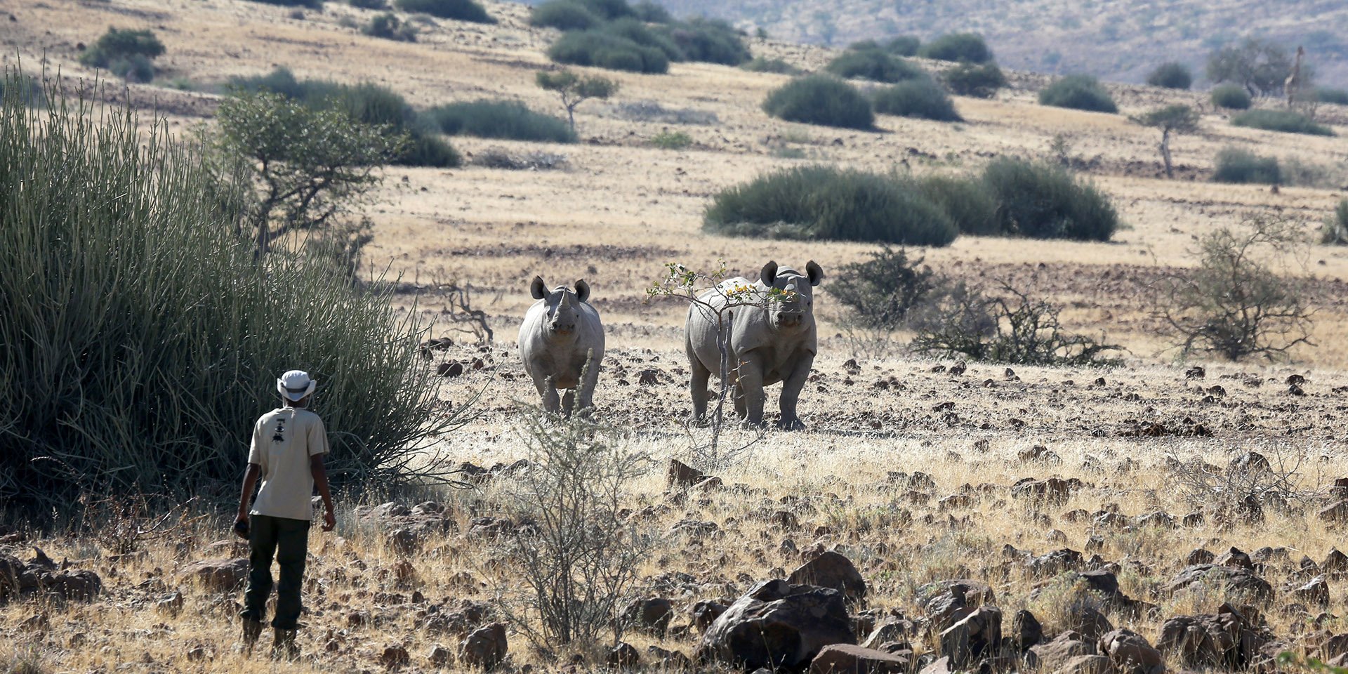 Two rhinos, Namibia