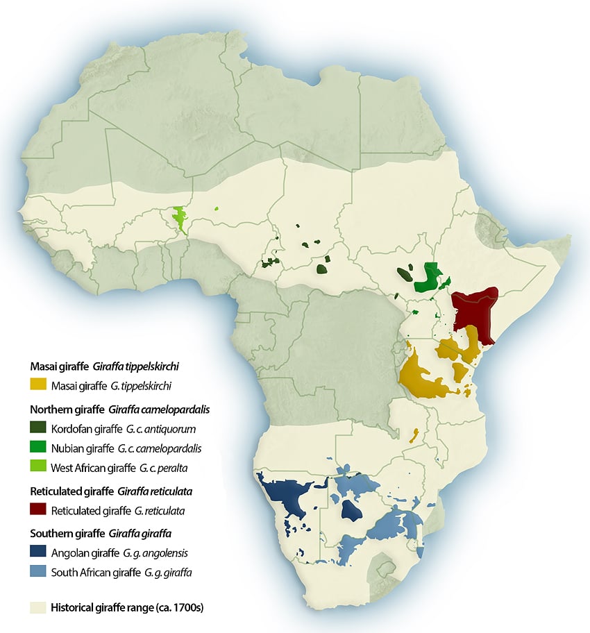 Giraffen Verbreitungsgebiete Afrika