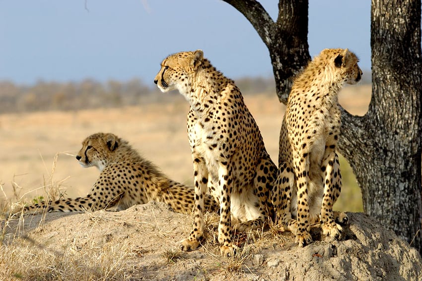 Südafrikanische Geparden