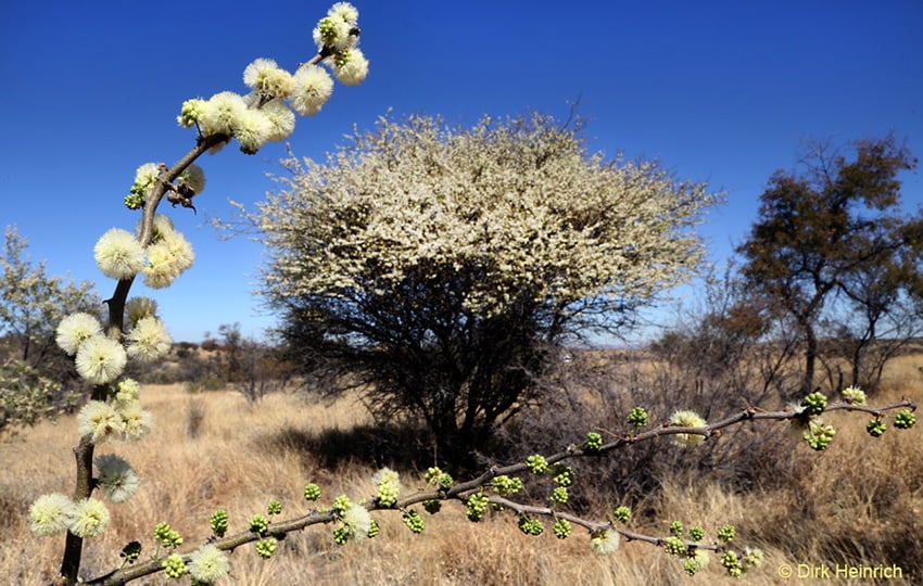 Hakendornakazie Namibia