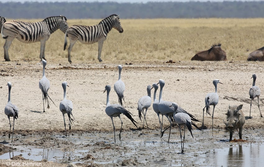 Paradieskraniche Namibia