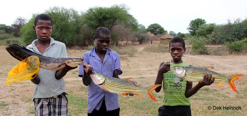 Angeln, Tigerfisch Wels, Namibia