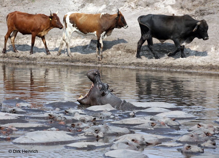 Chobe Flusspferd Rinder Namibia