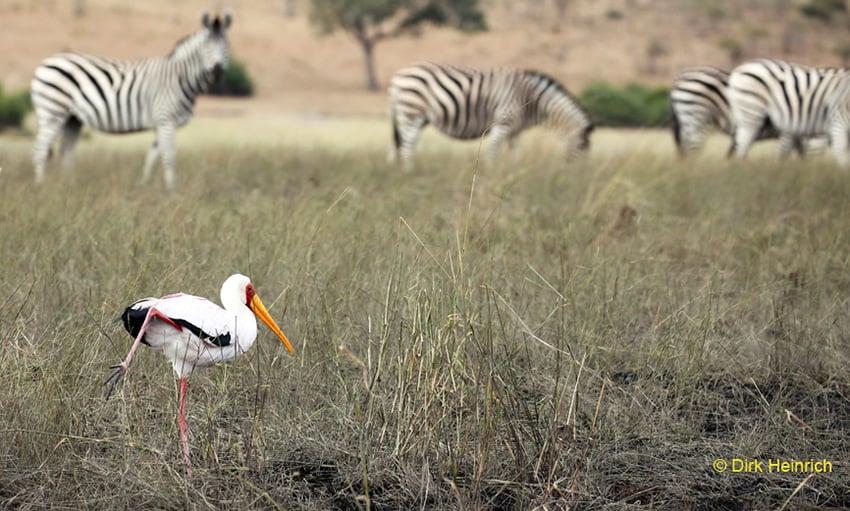 Bootsfahrt, Chobe, Namibia