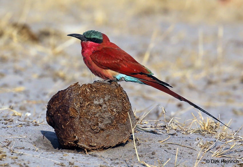 Scharlachspint, Namibia