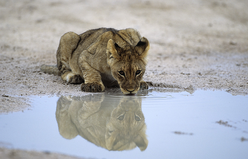 Löwe in Etosha