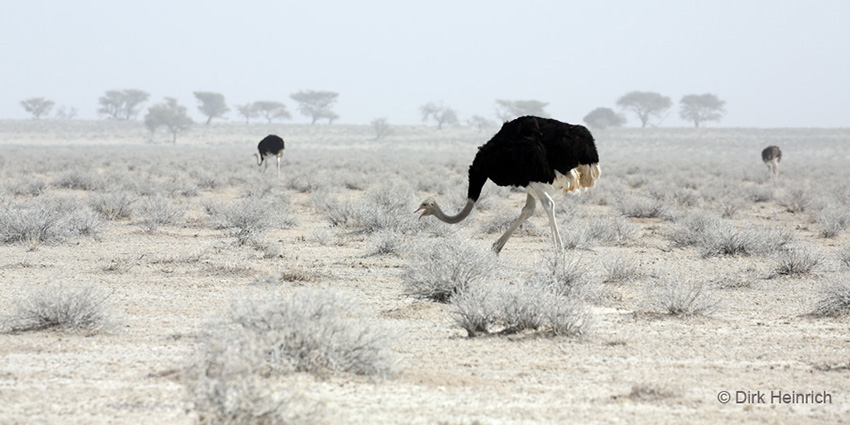 Strauße Namibia