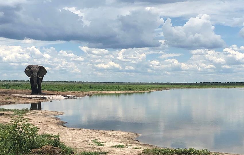 Etosha King Nehale Wasserloch