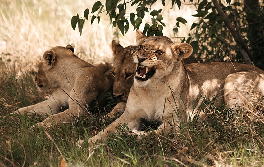 Löwen, Namibia