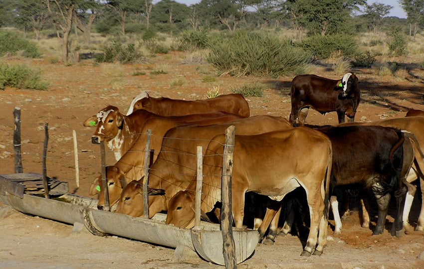 Farm Rinder Namibia