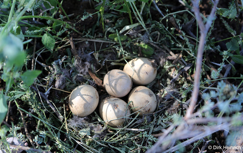 Gelege Nest Rotschnabelfrankolins