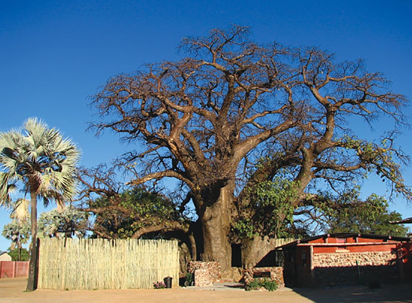 Baobab-Bäume, Namibia