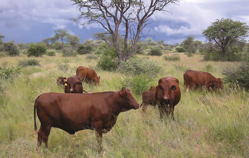 Rinder Namibia