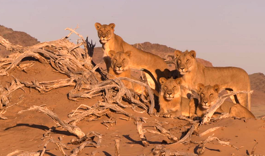 Löwen in Namibias Wüste