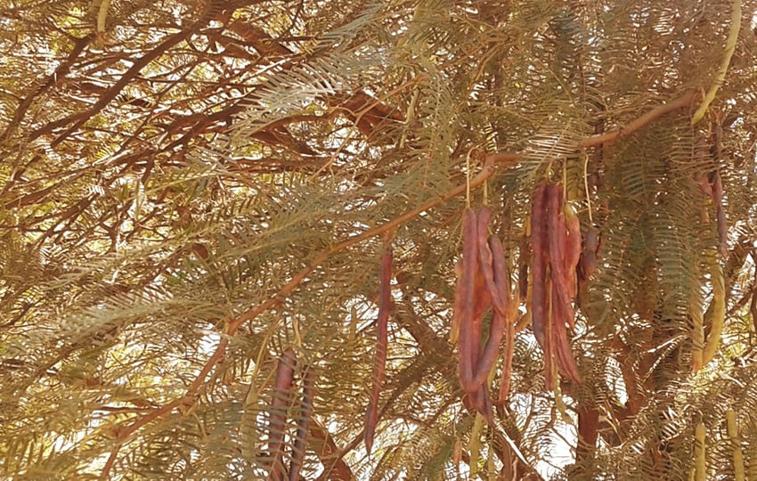 Prosopis-Bäume, Namibia