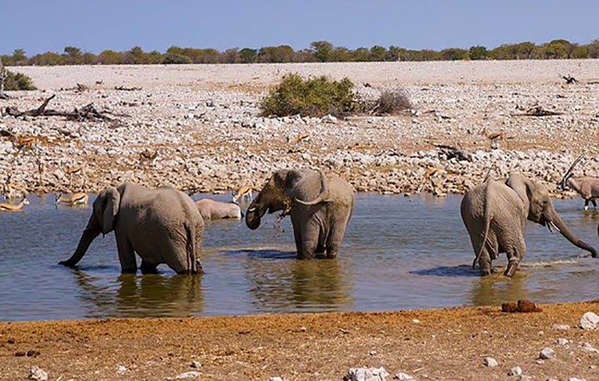 Elefanten Namibia