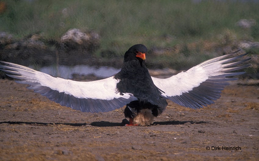 Gaukler, Namibia