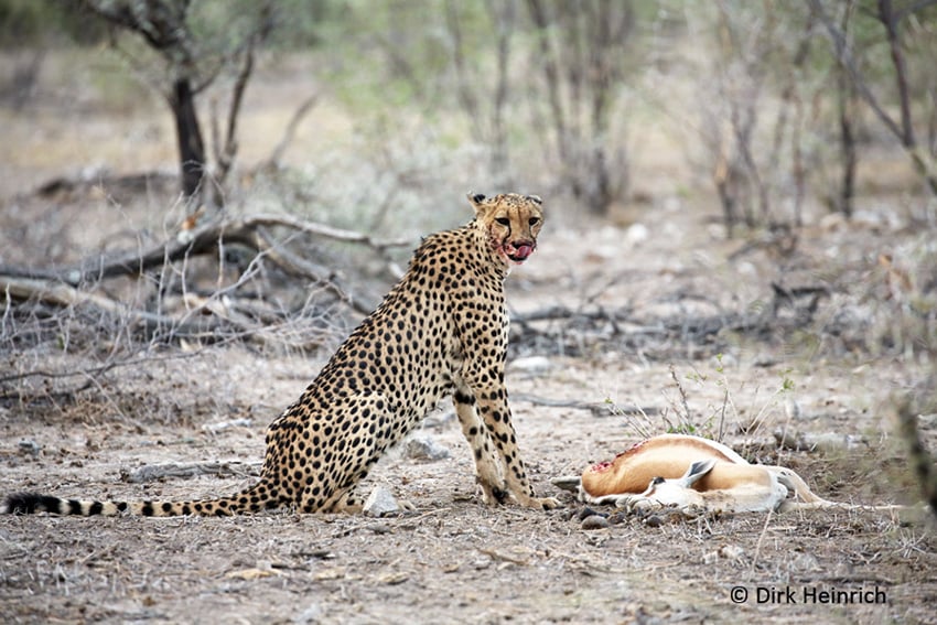 Gepard Etosha