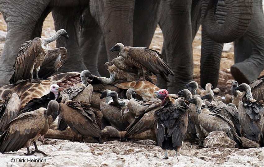 Beobachtung, Wasserstelle, Namibia