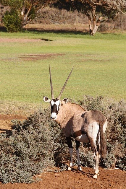 Oryx, Namibia