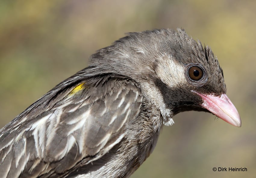 Hakusembe, Vogel, Namibia