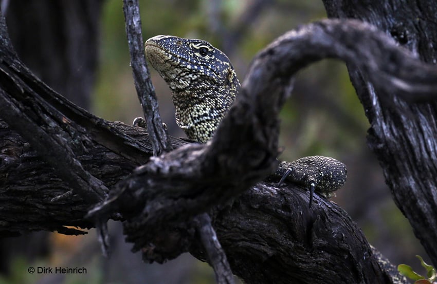 Bootsfahrt, Okavango, Namibia